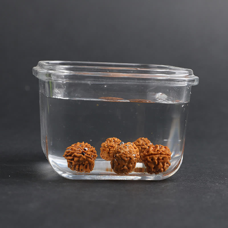 Energetic Rudraksha Bodhi Seed Pixiu Copper Chinese Coin Bracelet